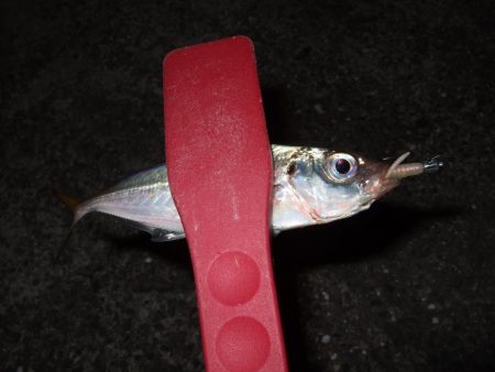 アジング好調＼(^o^)／