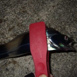 タチウオまだいた！