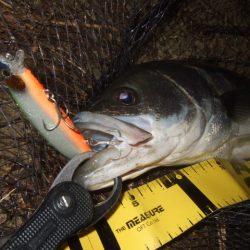 河口で何とか一本