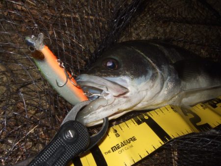 河口で何とか一本