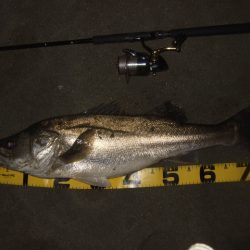 ハイシーズンの河川、ランカーシーバス狙いで