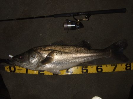 ハイシーズンの河川、ランカーシーバス狙いで