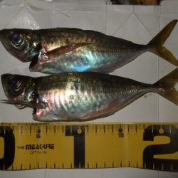 小潮のライトゲーム