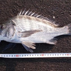 落とし込みで４０ｃｍ真チヌ以下計４枚