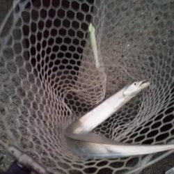 強風の中なんとか1匹