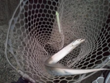 強風の中なんとか1匹