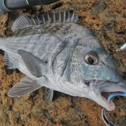 ミノーでゴンっ