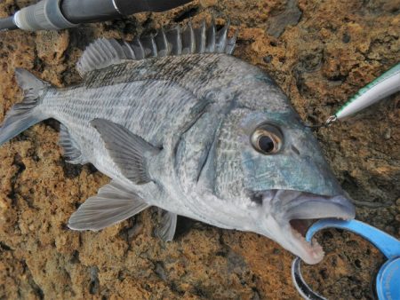 ミノーでゴンっ