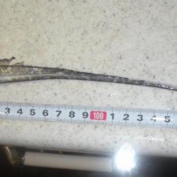 神戸沖タチウオ