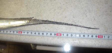 神戸沖タチウオ