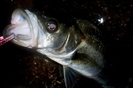 西宮跳ね橋　コアマンVJ-16　3本ゲット…