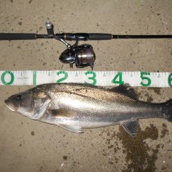 パワフルなシーバス♪