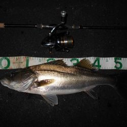 シーバスの無限バイト…。