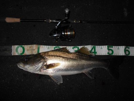 シーバスの無限バイト…。