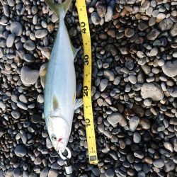 カツオのはずが・・・