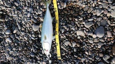 カツオのはずが・・・