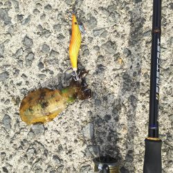 風の強い中の釣り