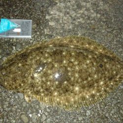 アジングからのヒラメ