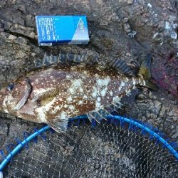 尾鷲で五目釣り