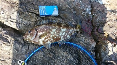 尾鷲で五目釣り