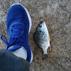 昨日のリベンジ