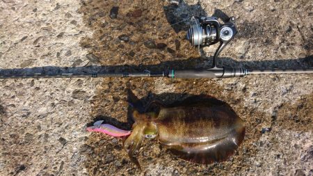 昼下がりのエギング