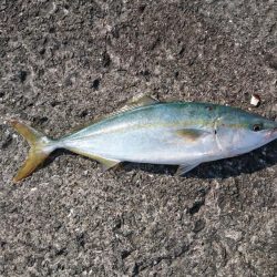 加太漁港デビュー