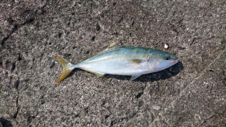 加太漁港デビュー