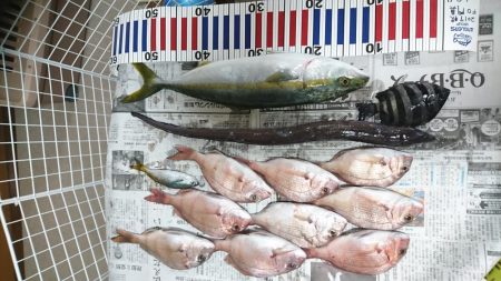 沼島でかご釣り