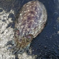 エギング狙いではなかったんですが