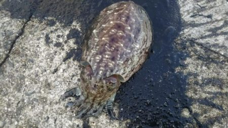 エギング狙いではなかったんですが