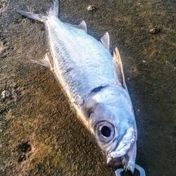 西表島でのターポン