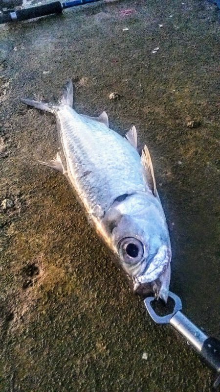 西表島でのターポン