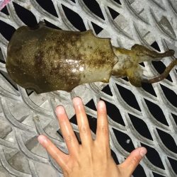 アジ釣り、イカ釣り