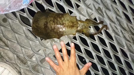 アジ釣り、イカ釣り