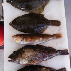 今季　初のカレイ釣り
