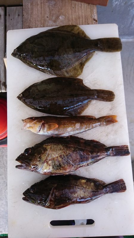今季　初のカレイ釣り