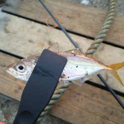 まだまだなんとかアジング