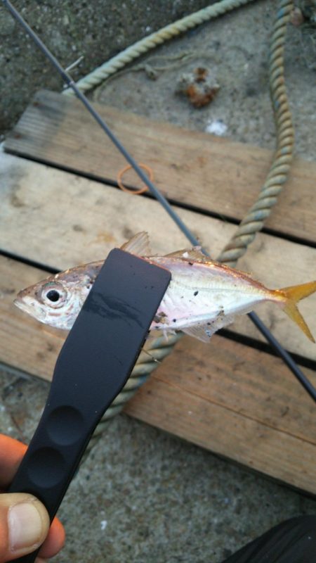 まだまだなんとかアジング