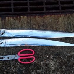 今日は海釣り公園