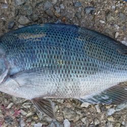 のんびりフカセ