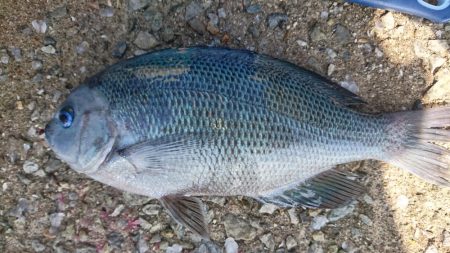 のんびりフカセ