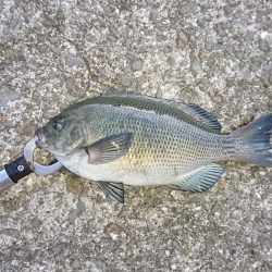 タチウオ渋い…