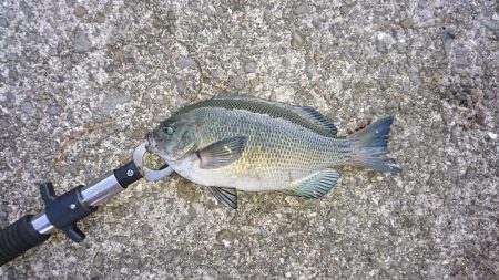 タチウオ渋い…