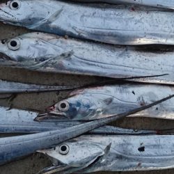 津田でタチウオ