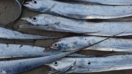 津田でタチウオ