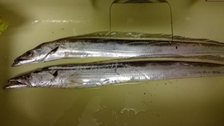 林田でタチウオ