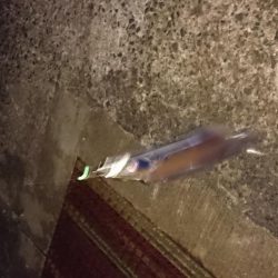 毎日タチウオ！