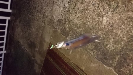 毎日タチウオ！