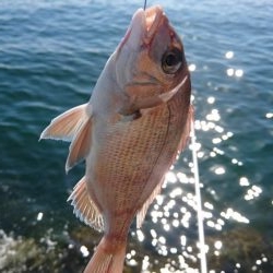 五目釣り(フカセ)